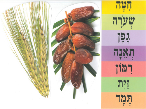 ערכת המחשה שבעת המינים+ כיתוב/ אפונה