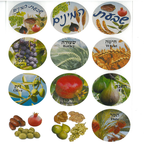 מדבקות גדולות שבעת המינים עם כיתוב