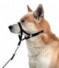 קולר ראש לכלב האלטי Headcollar