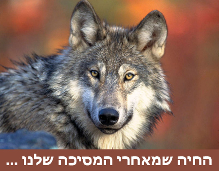 החיה שמאחרי המסיכה שלנו....