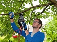 משור ענפים LYNX 0788