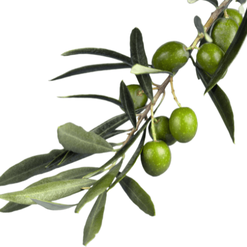 עלי זית 
