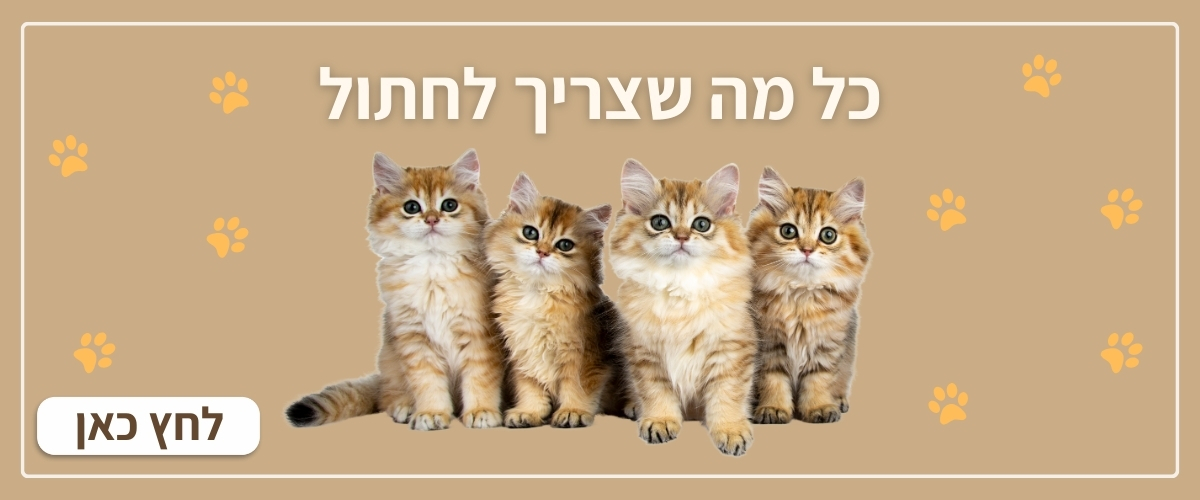 פרנצ'י חנות חיות