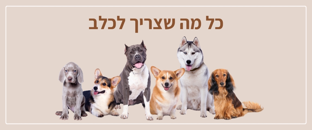 פרנצ'י חנות חיות