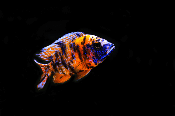 פיקוק או בי  - Peacock Cichlid Ob
