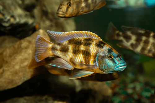חייל לוינסטוני -Venustus Cichlid 