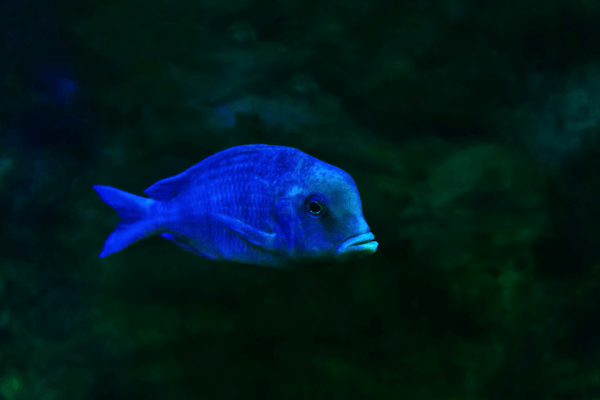 מורי דולפין כחול-Blue Dolphin Cichlid