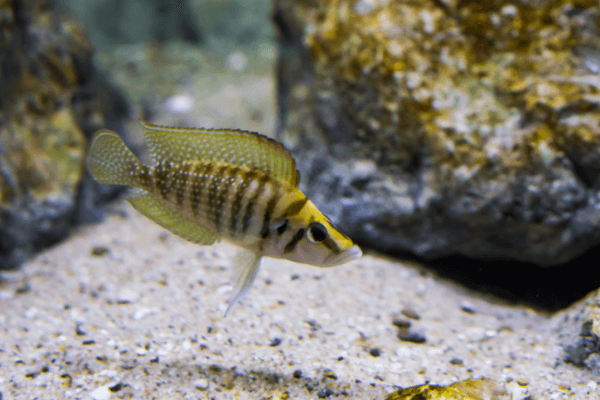 קלבוס-Altolamprologus Calvus