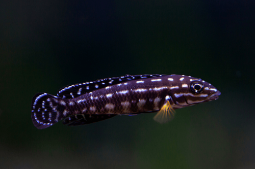 רגני-Julidochromis Regani