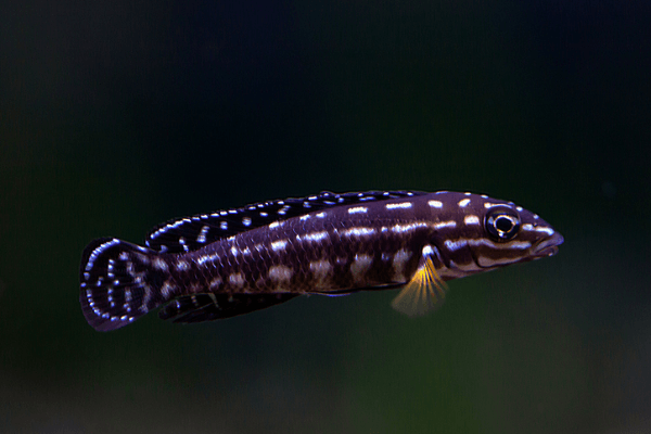 רגני-Julidochromis Regani