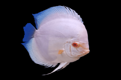 דיסקוס אלבינו-Albino Platinum Discus