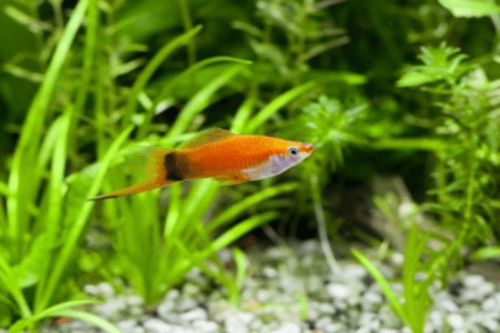 סייפן שחור זנב-Red Wag Swordtail