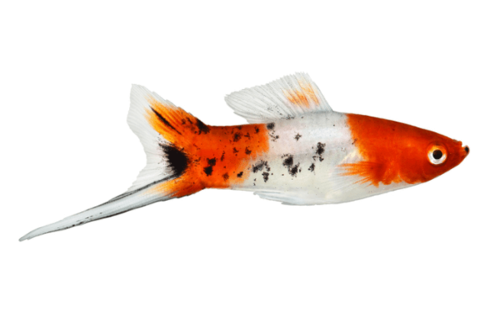 סייפן קוי-Koi Kohaku Swordtail
