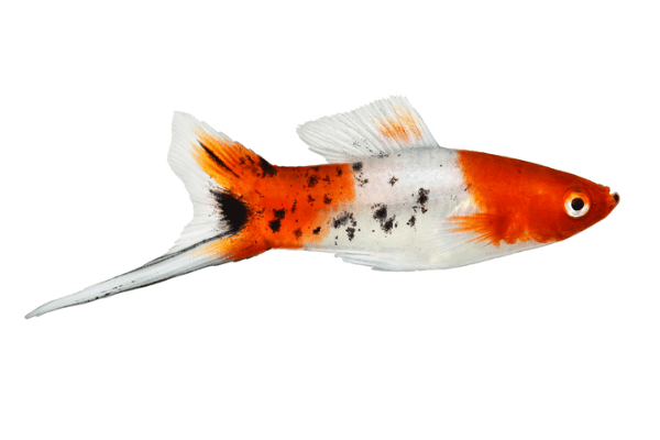 סייפן קוי-Koi Kohaku Swordtail
