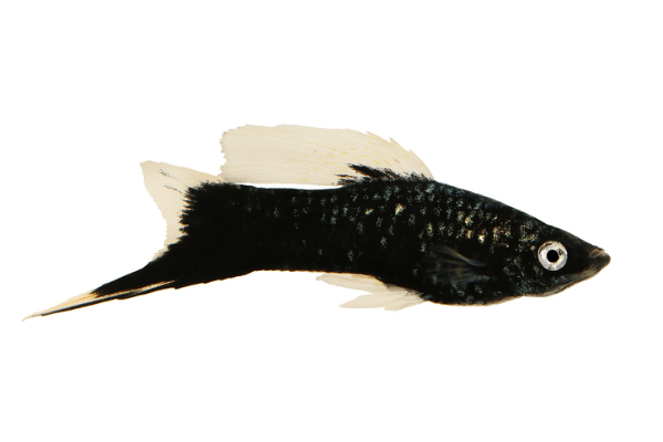 סייפן שחור-Black Swordtail