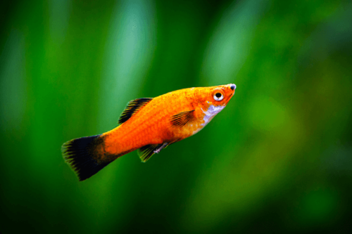 פלטי קורל-Red Wag Platy