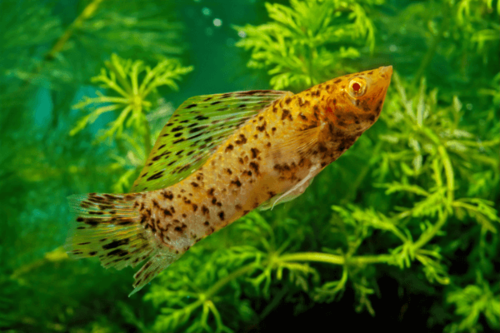 מולי מפרש-Sailfin Molly