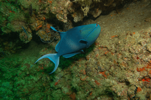 נצרן ניגר Odonus niger