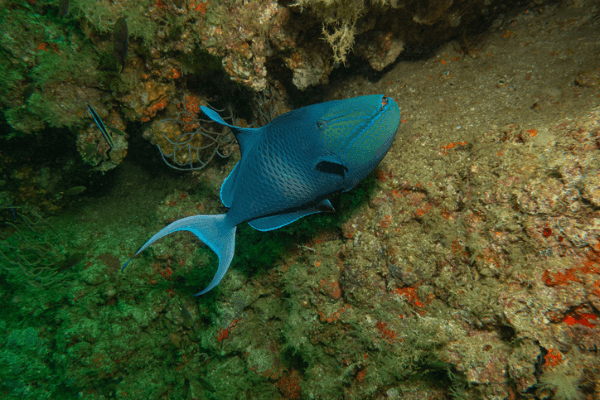 נצרן ניגר Odonus niger