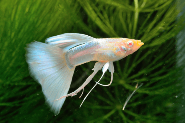 גופי אמריקאי ורוד לבן-American Pink White Guppy