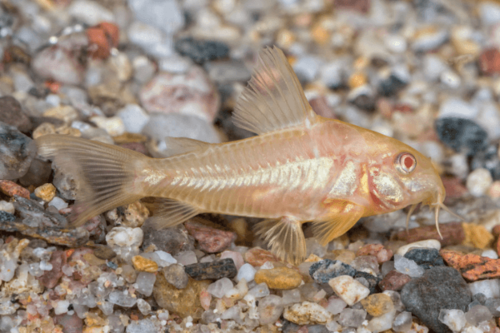 קורידורס אלבינו- albino Corydoras