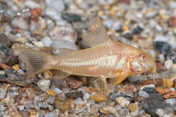 קורידורס אלבינו- albino Corydoras