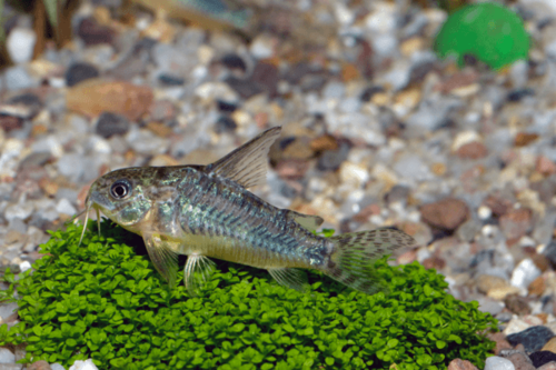 קורידורס אמרלד ירוק-Emerald Green Corydoras