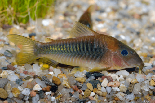 קורידורס ברונזה-Bronze Corydoras