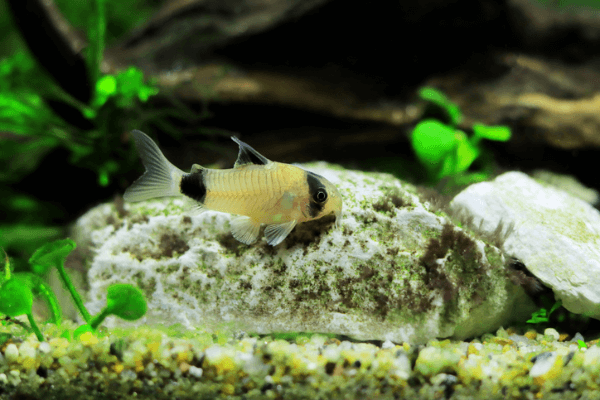 קורידורס פנדה- Panda Corydoras