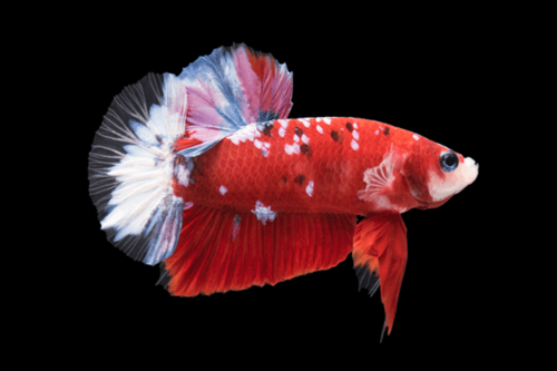 בטה קוי -Koi Betta
