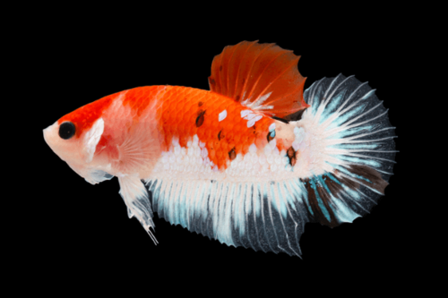 בטה קוי -Koi Betta