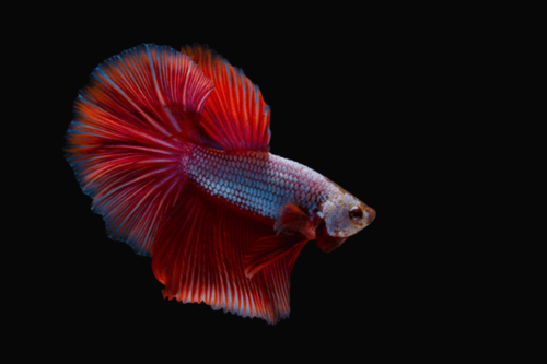 דלתא טייל בטה Delta Tail Betta