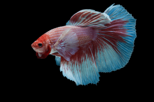 דלתא טייל בטה Delta Tail Betta