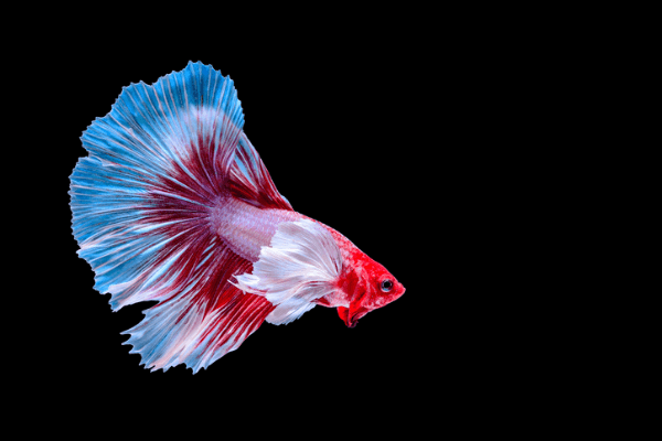 אלפנט איר בטה Elephant Ear Betta