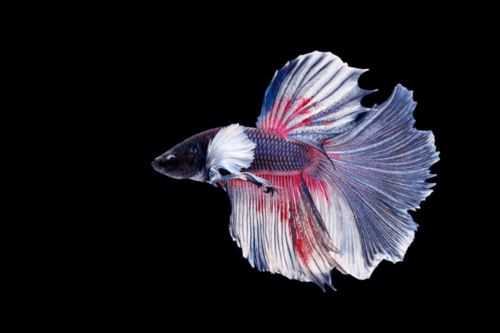 אלפנט איר בטה Elephant Ear Betta