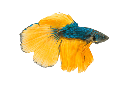 דאבל טייל דלתא Double Tail Betta