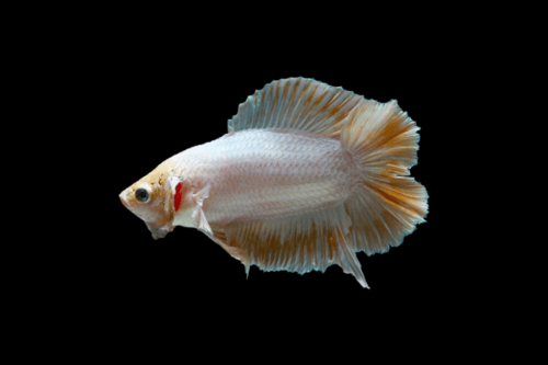 דאבל טייל דלתא Double Tail Betta