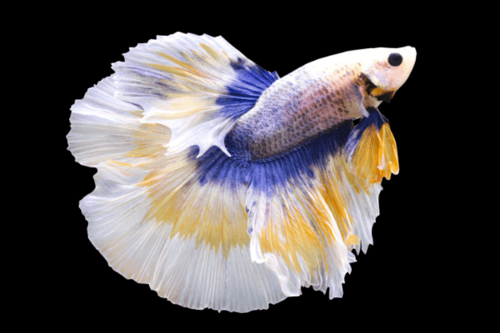 בטרפליי הלפמון בטה Butterfly Halfmoon Betta