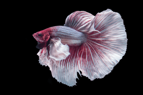 בטרפליי הלפמון בטה Butterfly Halfmoon Betta