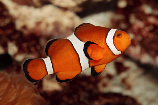 פרקולה-True Percula Clownfish