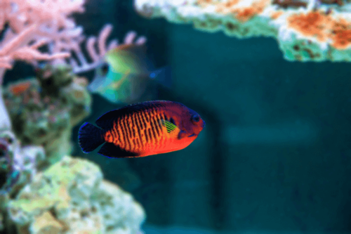 קורל ביוטי-coral beauty angelfish
