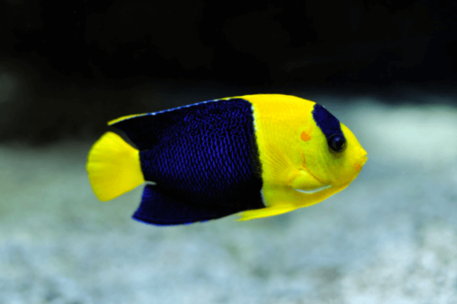 אנג'ל ביקולור-Bicolor angelfish