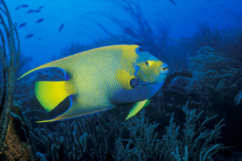 קווין אנג'ל -queen angelfish