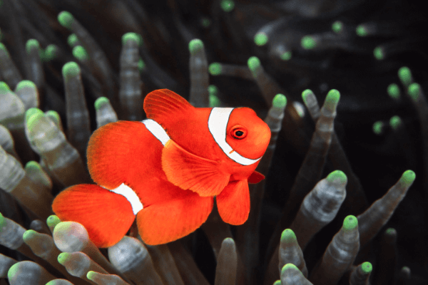 מארון-Spinecheek anemonefish