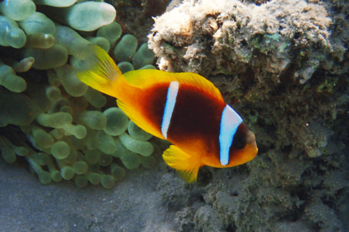 קלארקי-clarkii clownfish