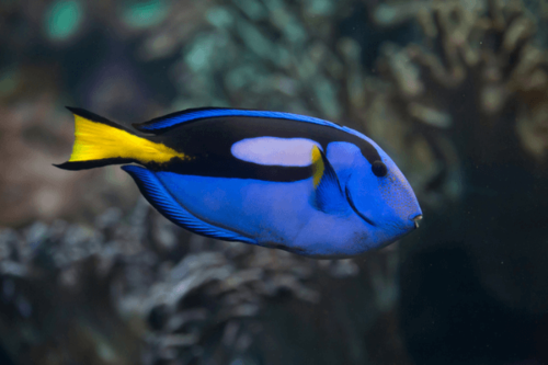 נתחן  כחול(נתחן 9)- Blue tang