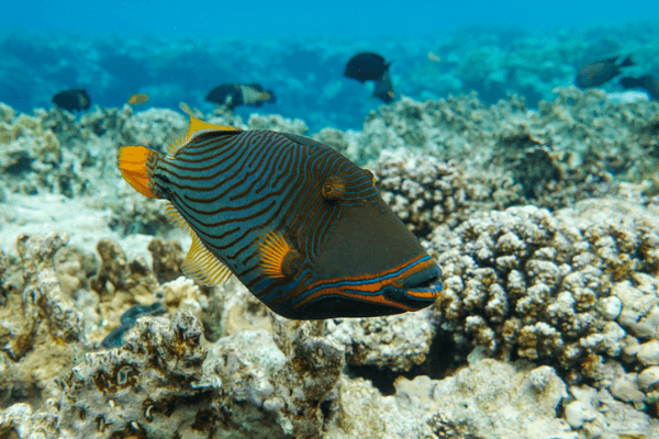 נצרן  אנדלוטוס -andulatus triggerfish