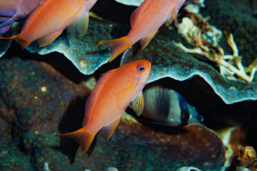 פזית ים סוף-LYRETAIL ANTHIAS 