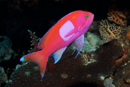 פזית טלויזיה-Pseudanthias Pleurotaenia