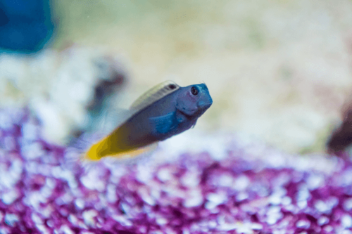 בלני ביקולור-Bicolor Blenny